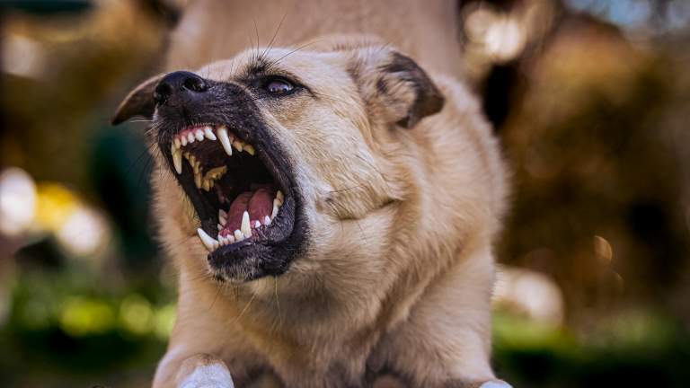 Have Questions About Dog Bites? We’re Here to Help.